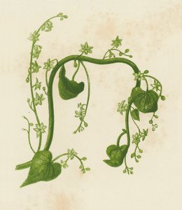 Bryone noire, Tamus Communis