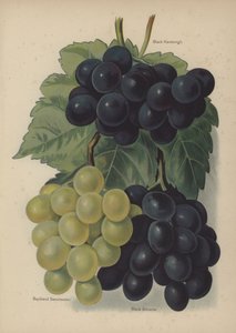 Black Hamburgh, Buckland Sweetwater, Black Alicante - English School