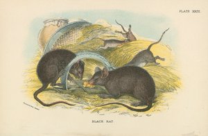 Rat noir