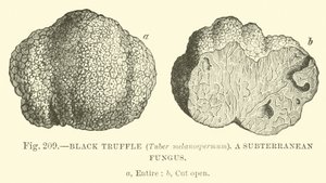 Truffe noire (Tuber melanospermum); Un champignon souterrain