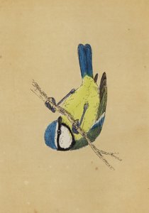 Mésange bleue - English School