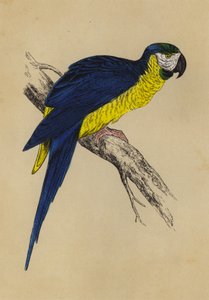 Ara bleu et jaune - English School