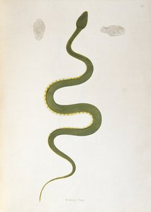 Serpent Bodroo Pam de Un Compte Rendu des Serpents Indiens collectés sur la Côte de Coromandel par Patrick Russell, Londres, 1796 - English School