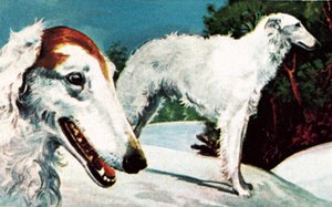 Borzoi