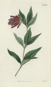 Gravure botanique - English School