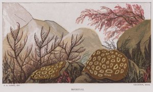 Botrylli (lithographie en couleur)