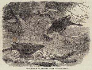 Oiseaux de paradis dans la ménagerie de la Société zoologique
