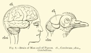 Cerveau de l