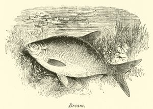 Brème - English School