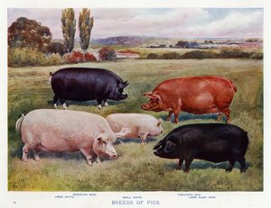 Races de cochons