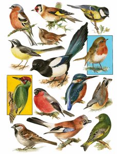 Oiseaux britanniques