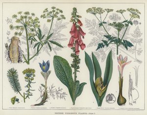 Plantes vénéneuses britanniques