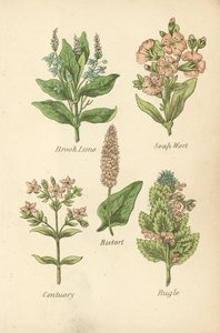 Véronique des ruisseaux, Saponaire, Renouée bistorte, Centaurée, Bugle - English School