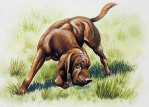 Chien brun