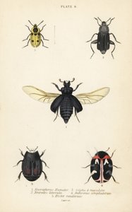 Coléoptère nécrophore, Nicrophorus humator 1, coléoptères nécrophages, Necrodes littoralis 2, Dendroxena quadrimaculata 3, coléoptère des tapis, Anthrenus scrophulariae 4, et Hister quadrimaculatus var
