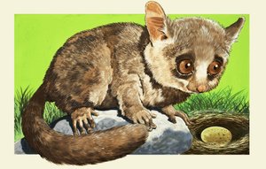 Galago