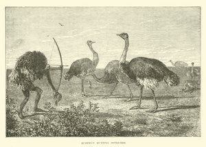 Bushman chassant des autruches