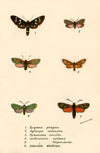 Papillons