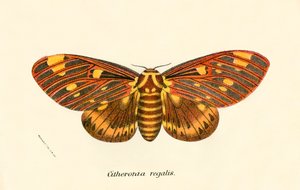 Papillons - English School