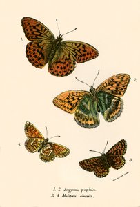 Papillons