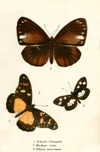 Papillons