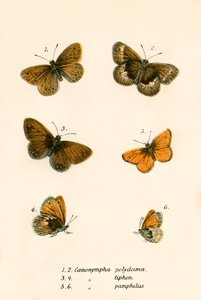 Papillons