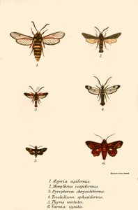 Papillons - English School
