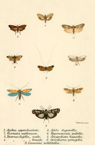 Papillons