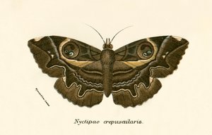 Papillons - English School
