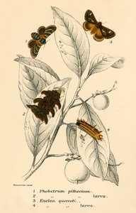 Papillons