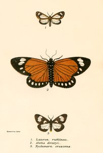 Papillons - English School