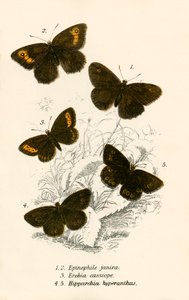 Papillons