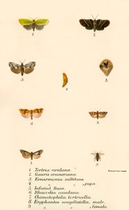 Papillons