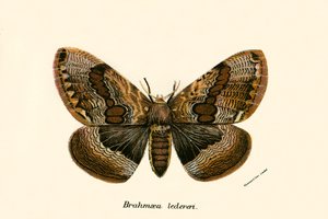 Papillons - English School
