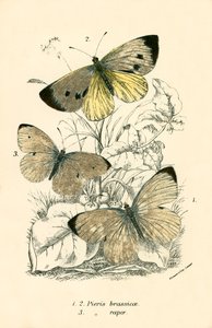 Papillons - English School