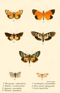 Papillons