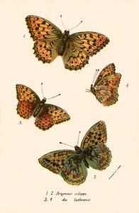 Papillons