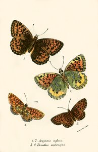 Papillons