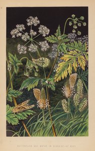 Papillons et mites déguisés, au repos