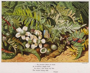 Papillons, fougères et fleurs - English School