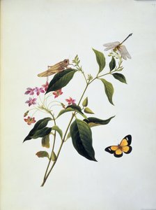 Papillon, sauterelle et libellule sur une plante - English School