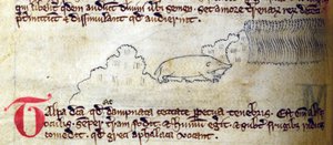 Taupe, du Bestiaire - English School