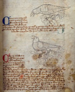 Corbeau et corneille, du Bestiaire - English School