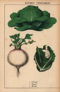 Chou, navet et brocoli, de "The Instructive Picturebook, or Lessons from the Vegetable World," [Charlotte Mary Yonge], Édimbourg