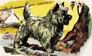 Cairn Terrier