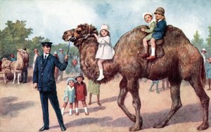 Chameau portant des enfants, zoo de Londres - English School