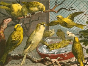 Canaris