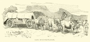 Chariot à bœufs du Cap - English School