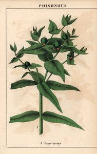 Euphorbe épurge avec graines vertes, Euphorbia lathyris, de 