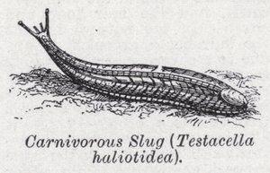 Limace carnivore, Testacella haliotidea